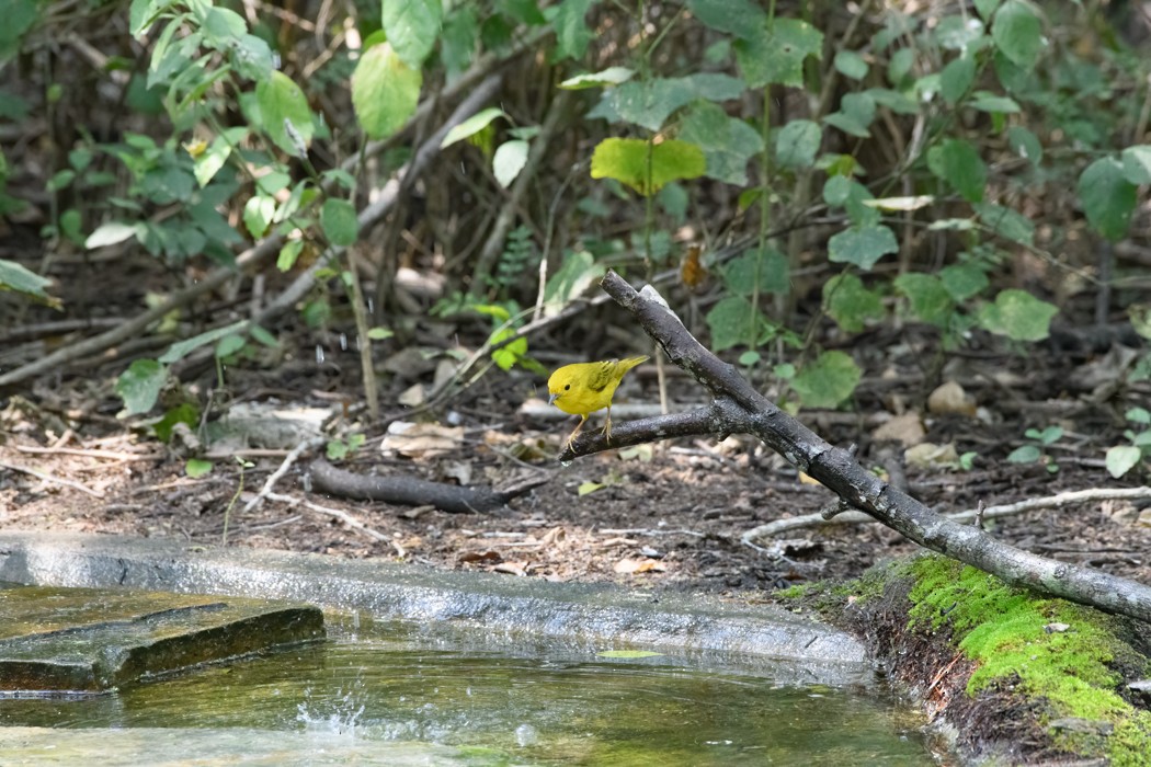 Yellow Warbler - ML618184027