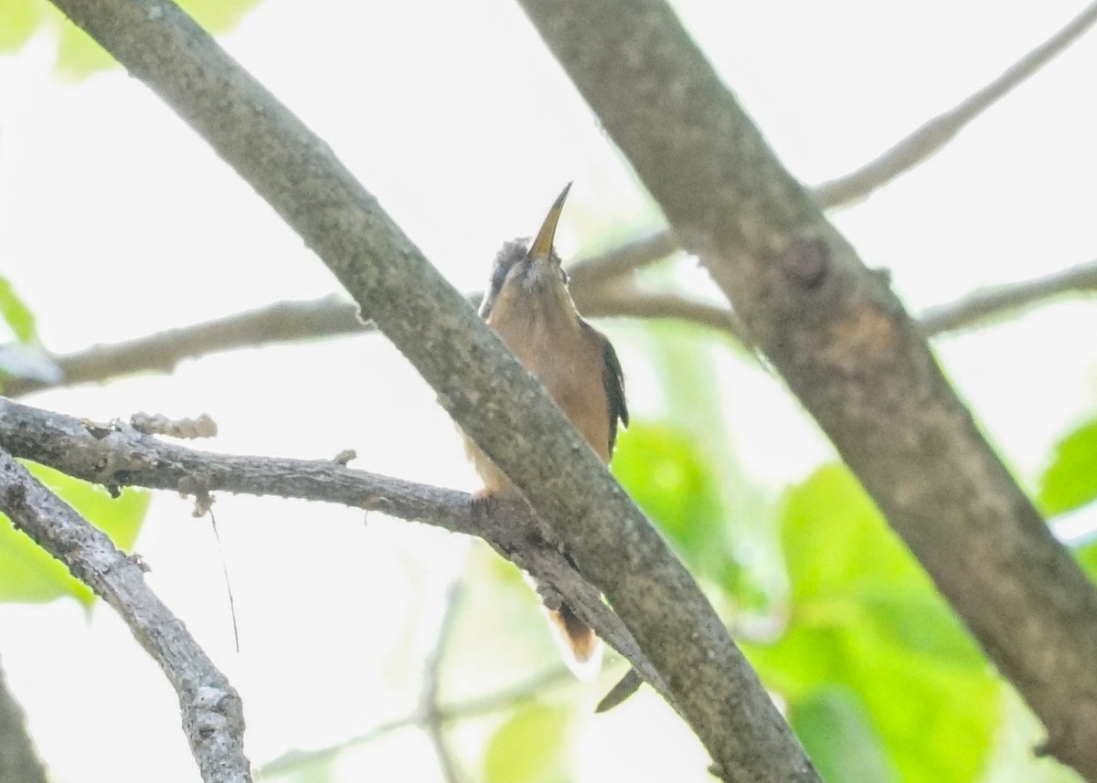 kolibřík proužkohrdlý - ML618184067