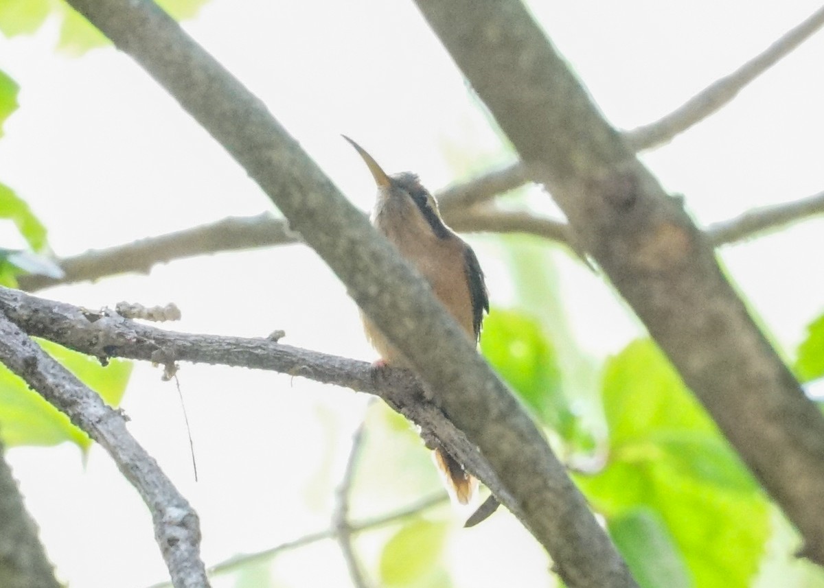 kolibřík proužkohrdlý - ML618184068