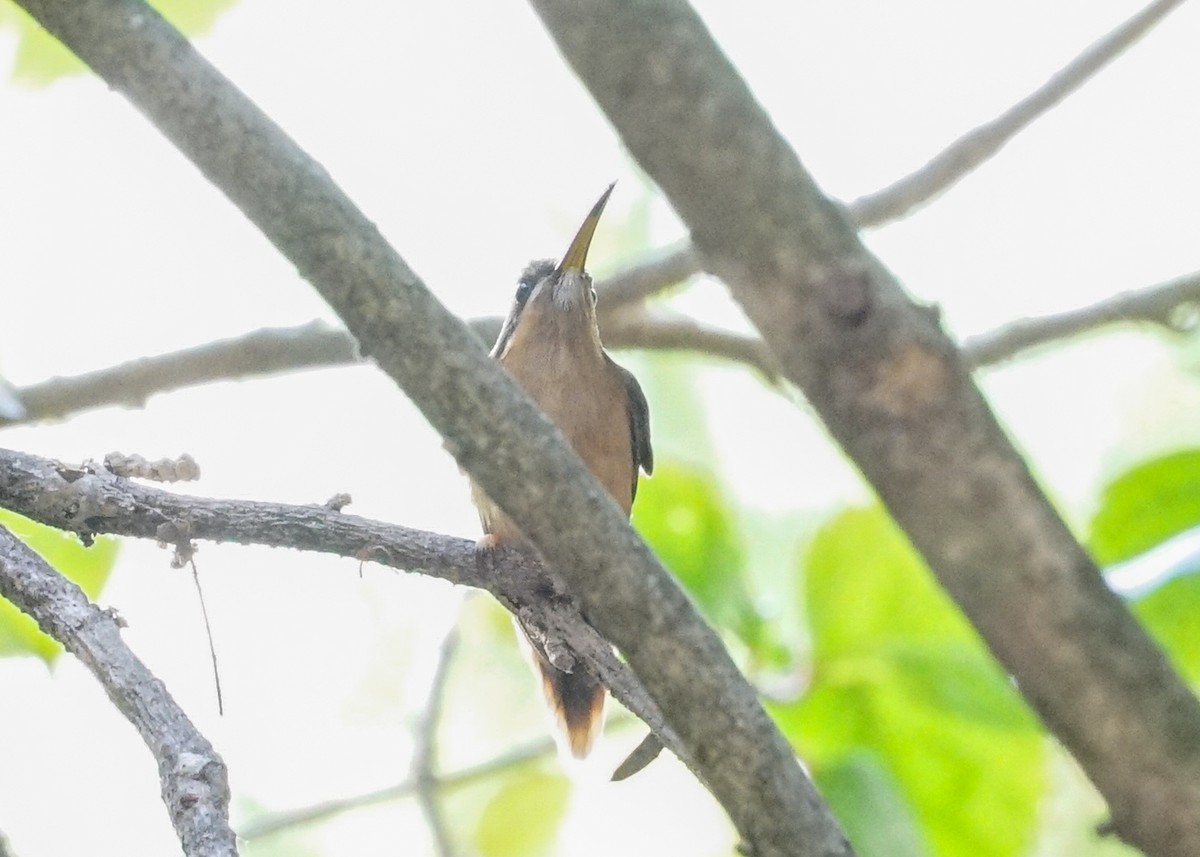 kolibřík proužkohrdlý - ML618184069