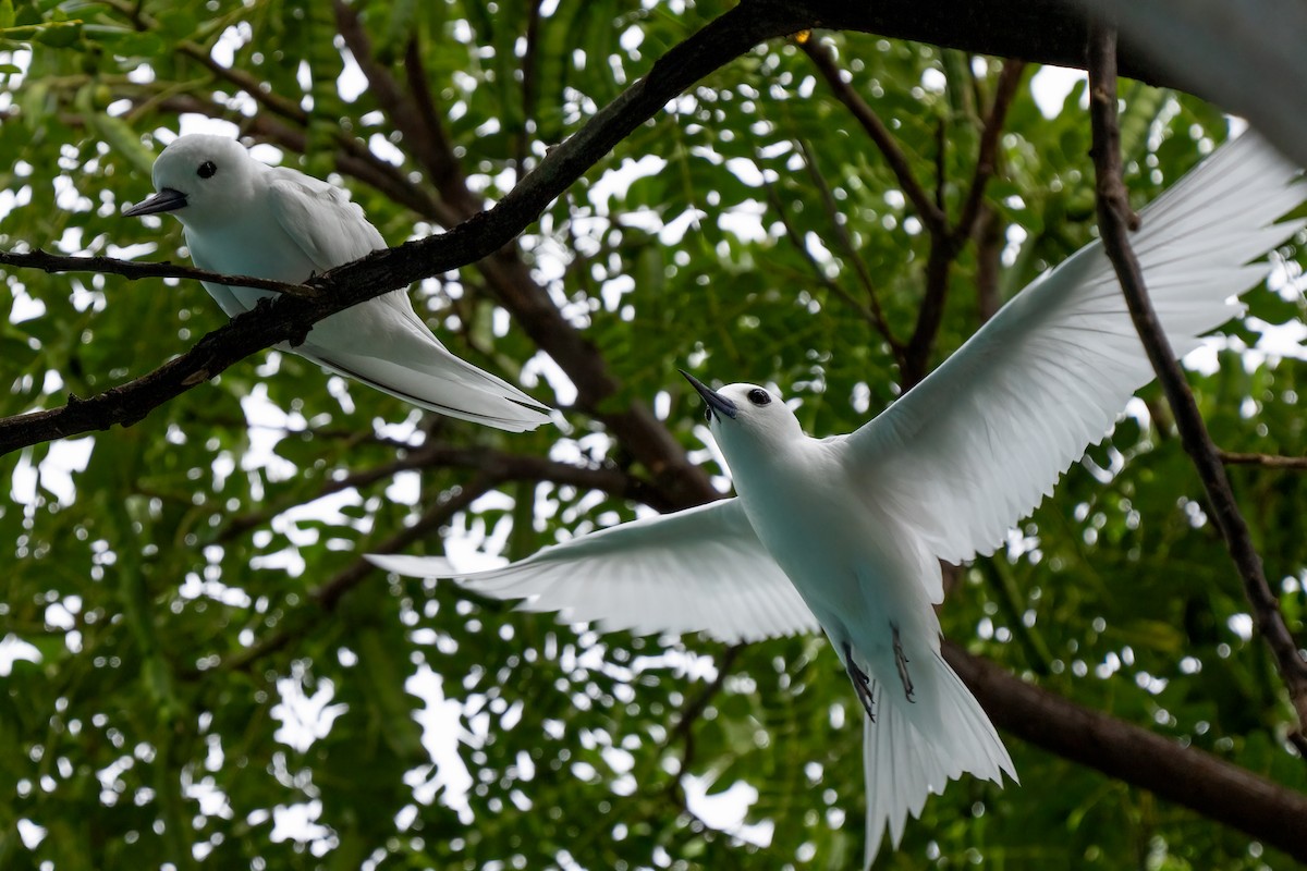 White Tern - Andrea C
