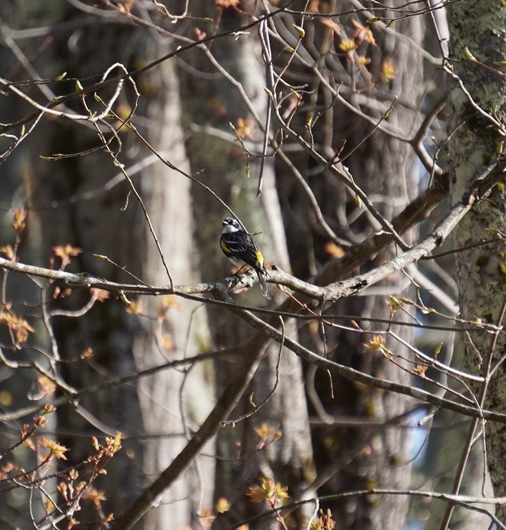 Yellow-rumped Warbler (Myrtle) - ML618184091