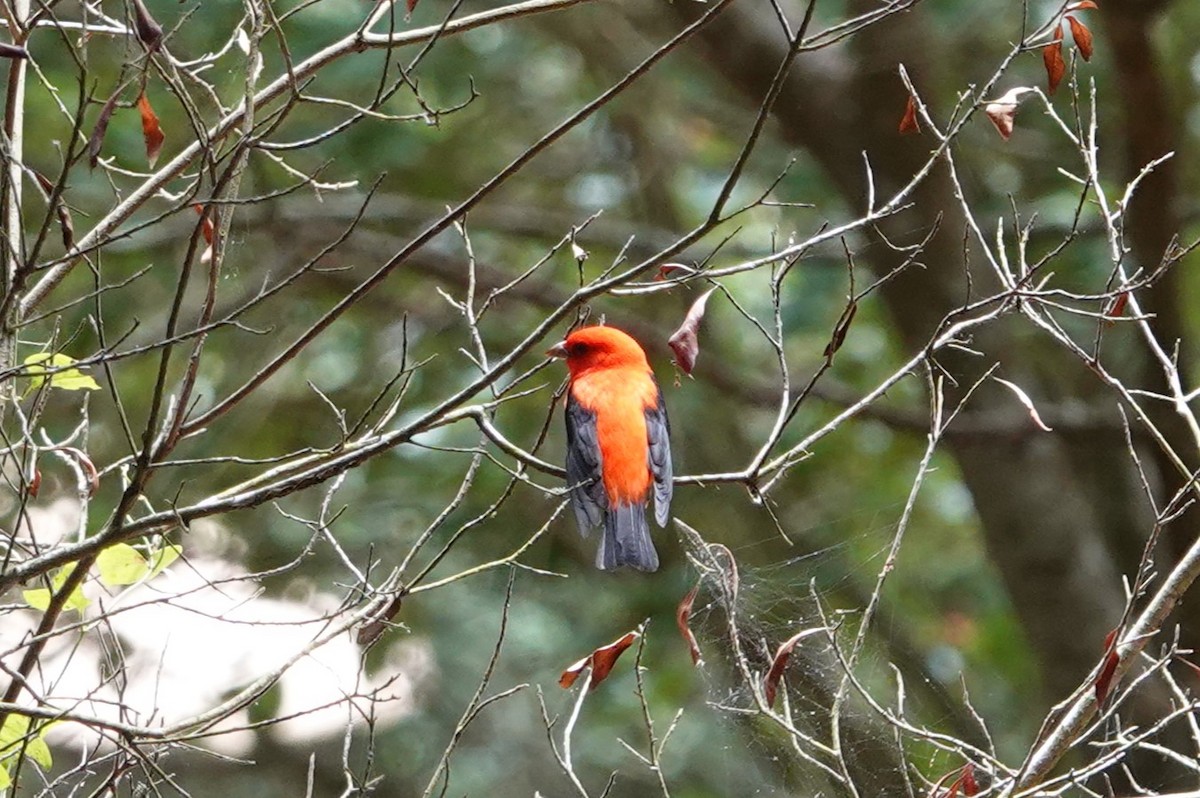 Scarlet Tanager - ML618184119