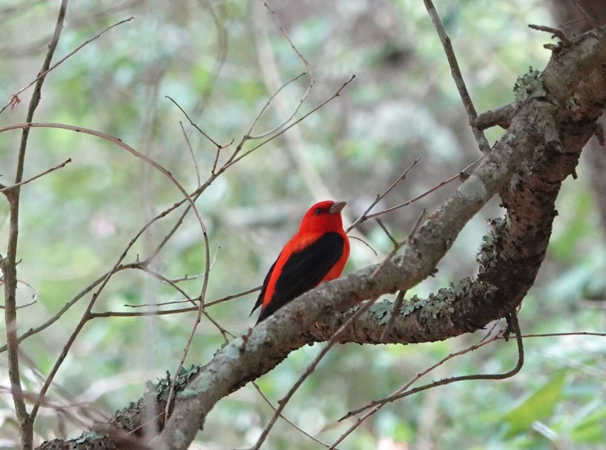 Scarlet Tanager - ML618184120