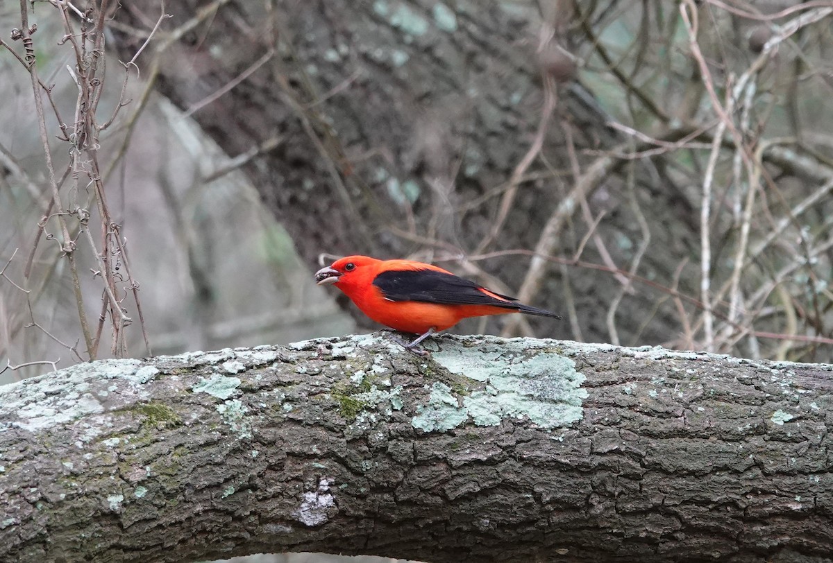 Scarlet Tanager - ML618184122