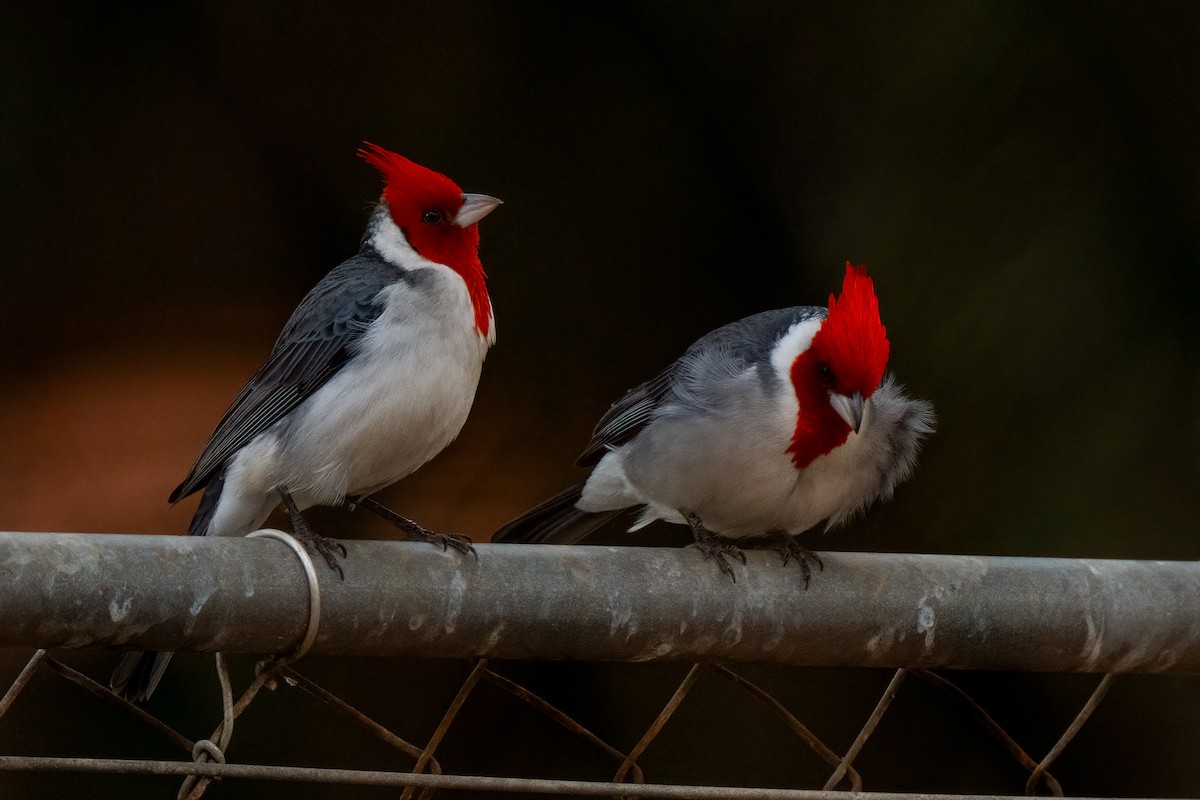 Red-crested Cardinal - ML618184124