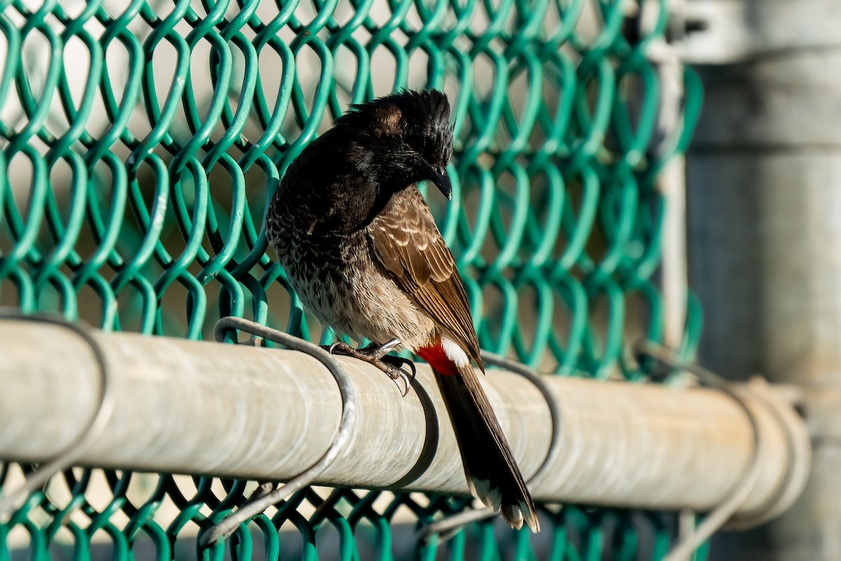 Red-vented Bulbul - ML618184139