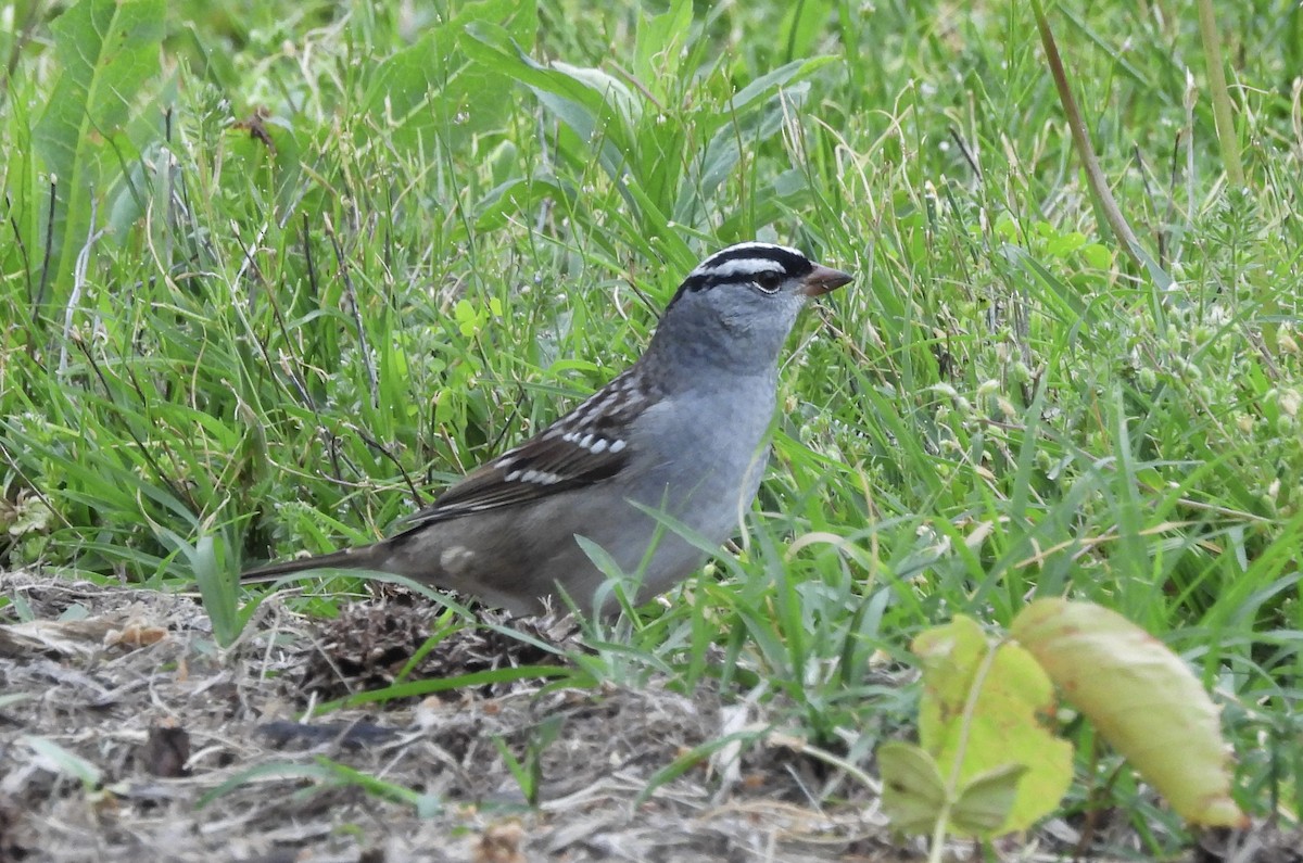 White-crowned Sparrow - ML618184141