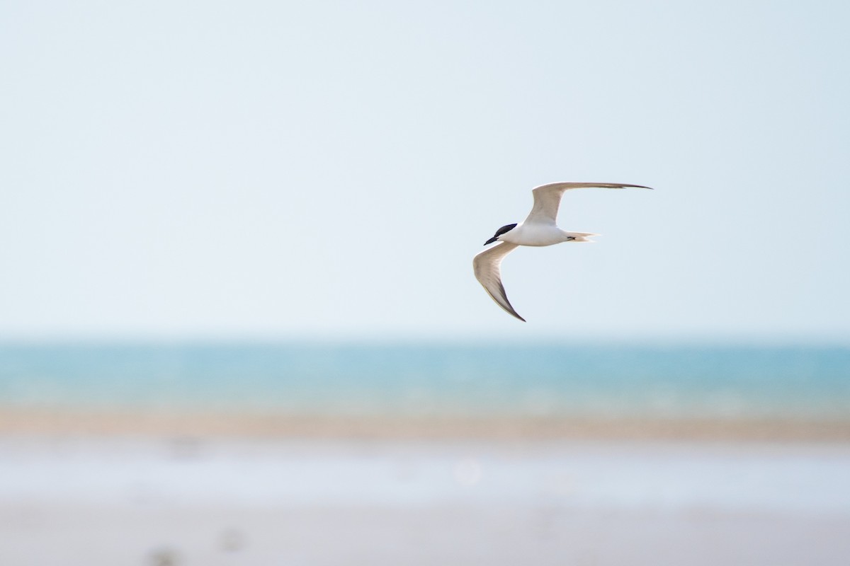 Gull-billed Tern - ML618184155