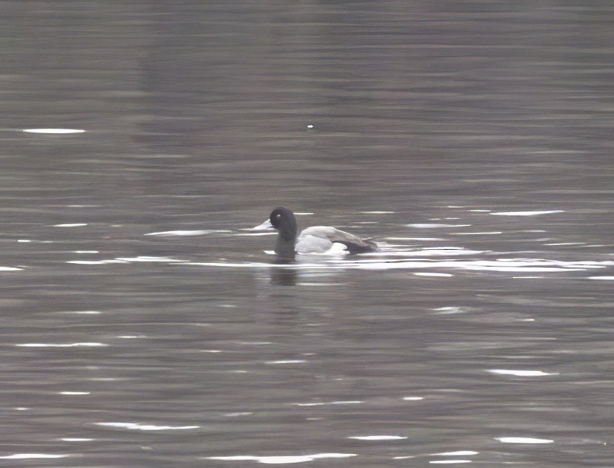 Greater Scaup - Blake Rodgers