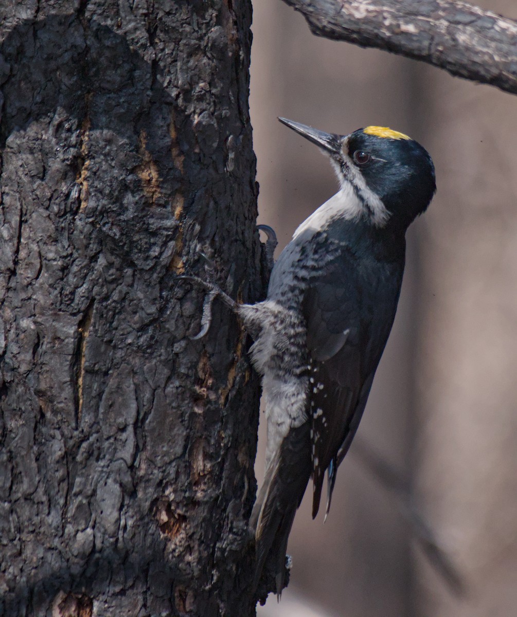 Black-backed Woodpecker - ML618184171