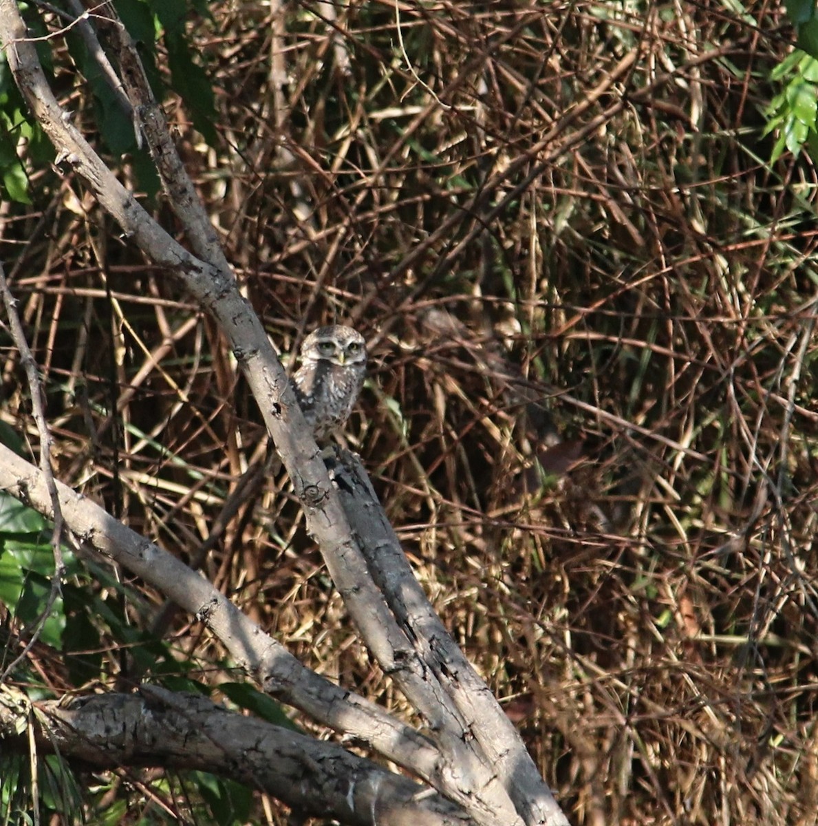 Spotted Owlet - Hemalini Suresh