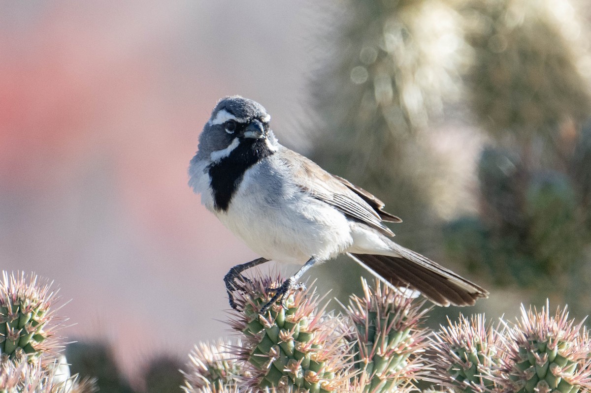 Black-throated Sparrow - Nancy Christensen