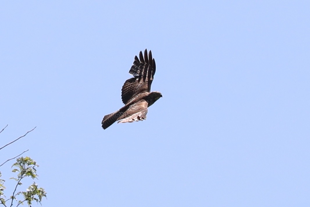 Red-tailed Hawk - ML618184250
