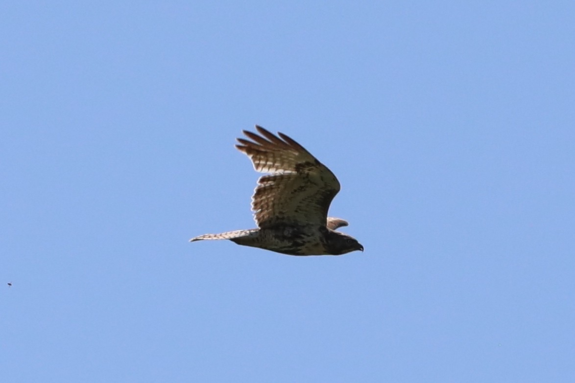Red-tailed Hawk - ML618184251