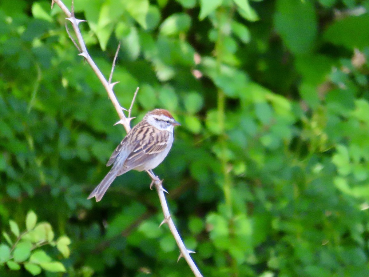 Chipping Sparrow - ML618184274