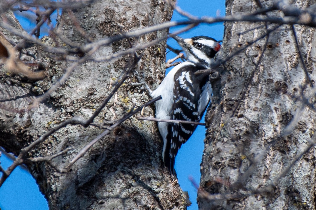 Hairy Woodpecker (Eastern) - ML618184288