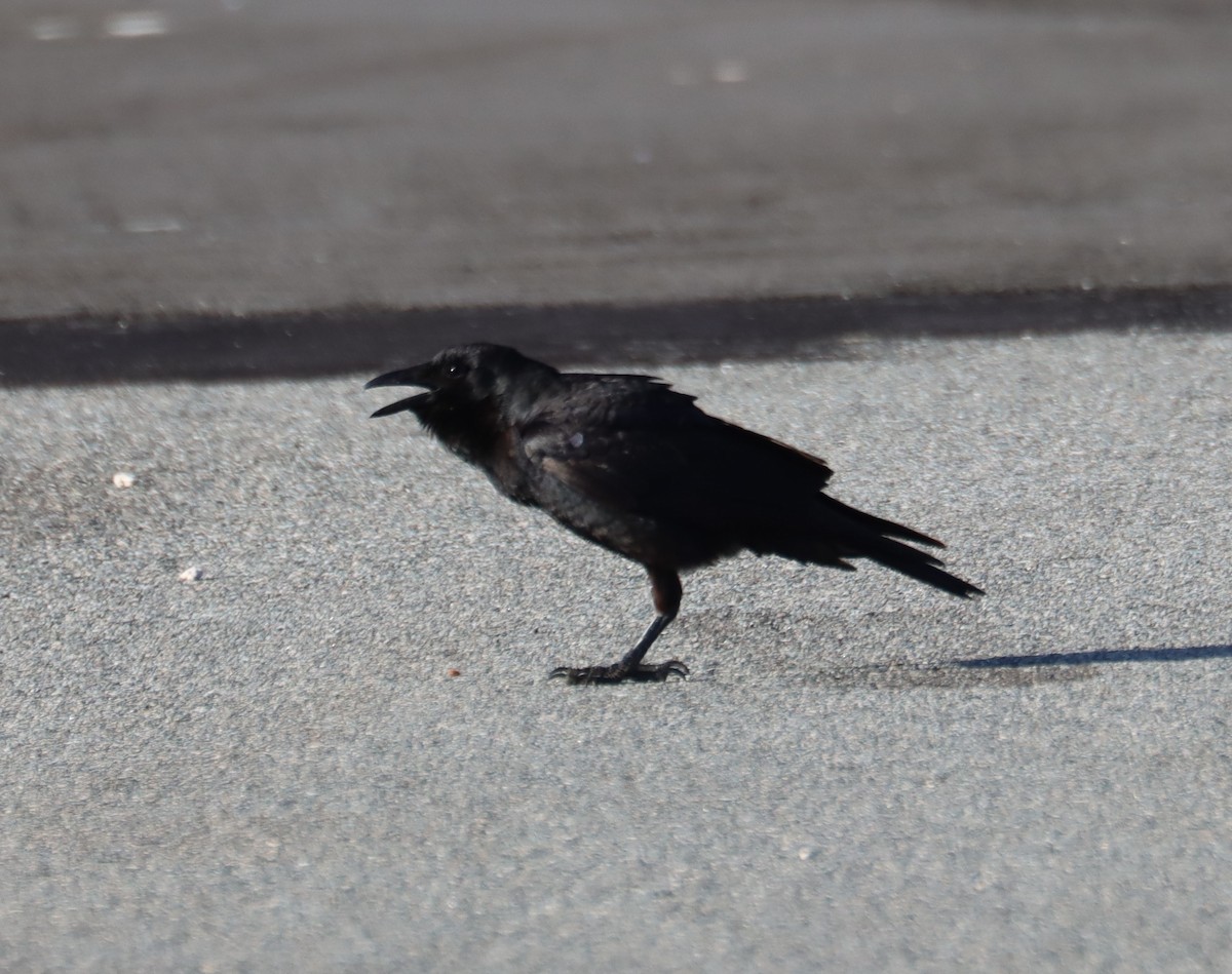 Fish Crow - Juli deGrummond