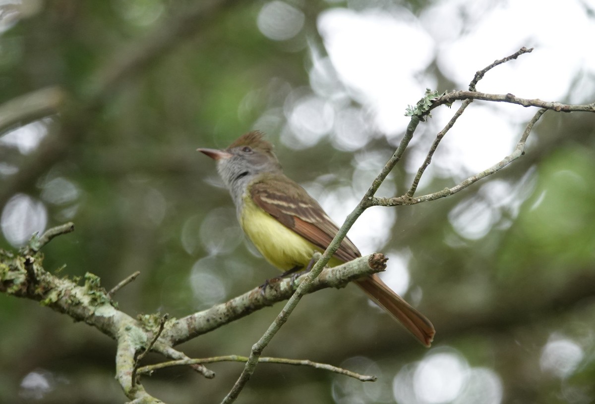 Great Crested Flycatcher - ML618184305