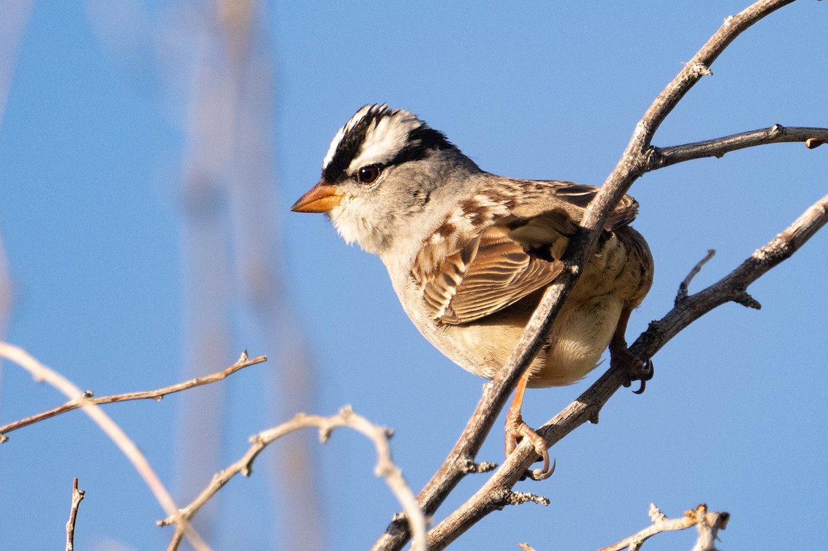 White-crowned Sparrow (Dark-lored) - ML618184313