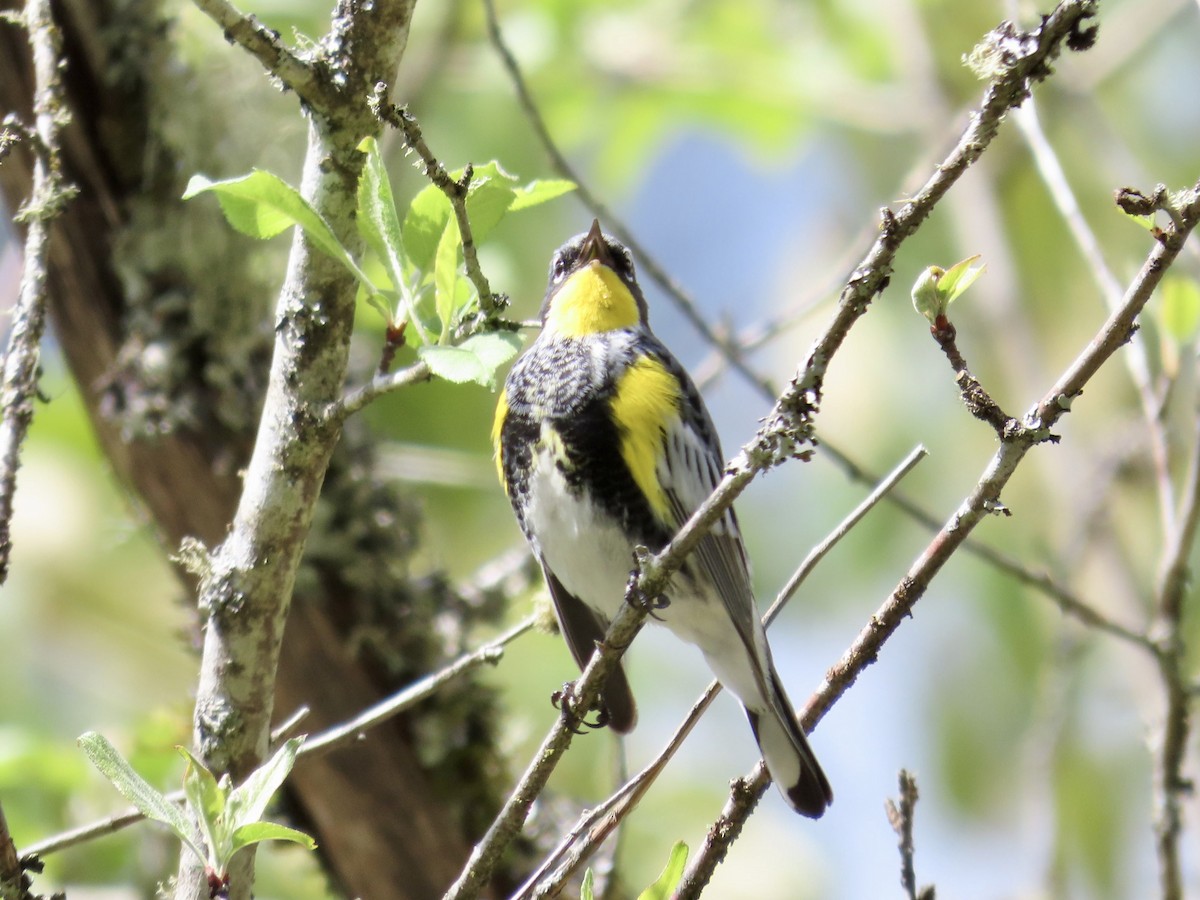 Yellow-rumped Warbler (Audubon's) - Merlyn (J.J.) Blue