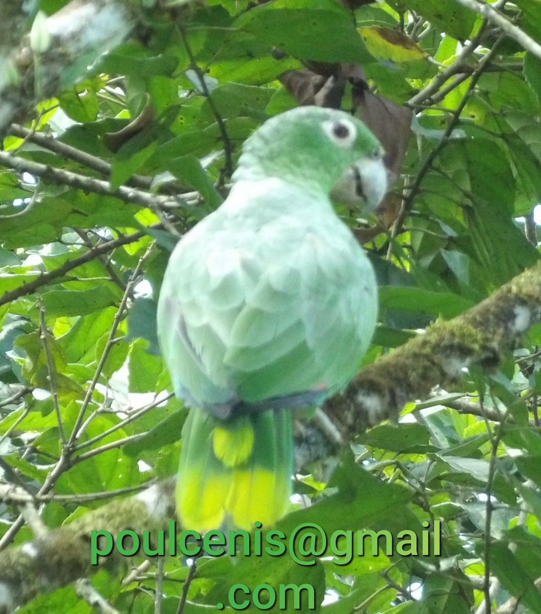 Mealy Parrot - ML618184389