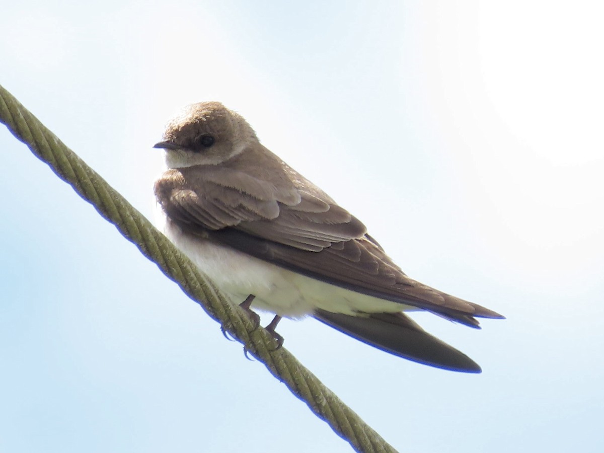 Northern Rough-winged Swallow - Merlyn (J.J.) Blue
