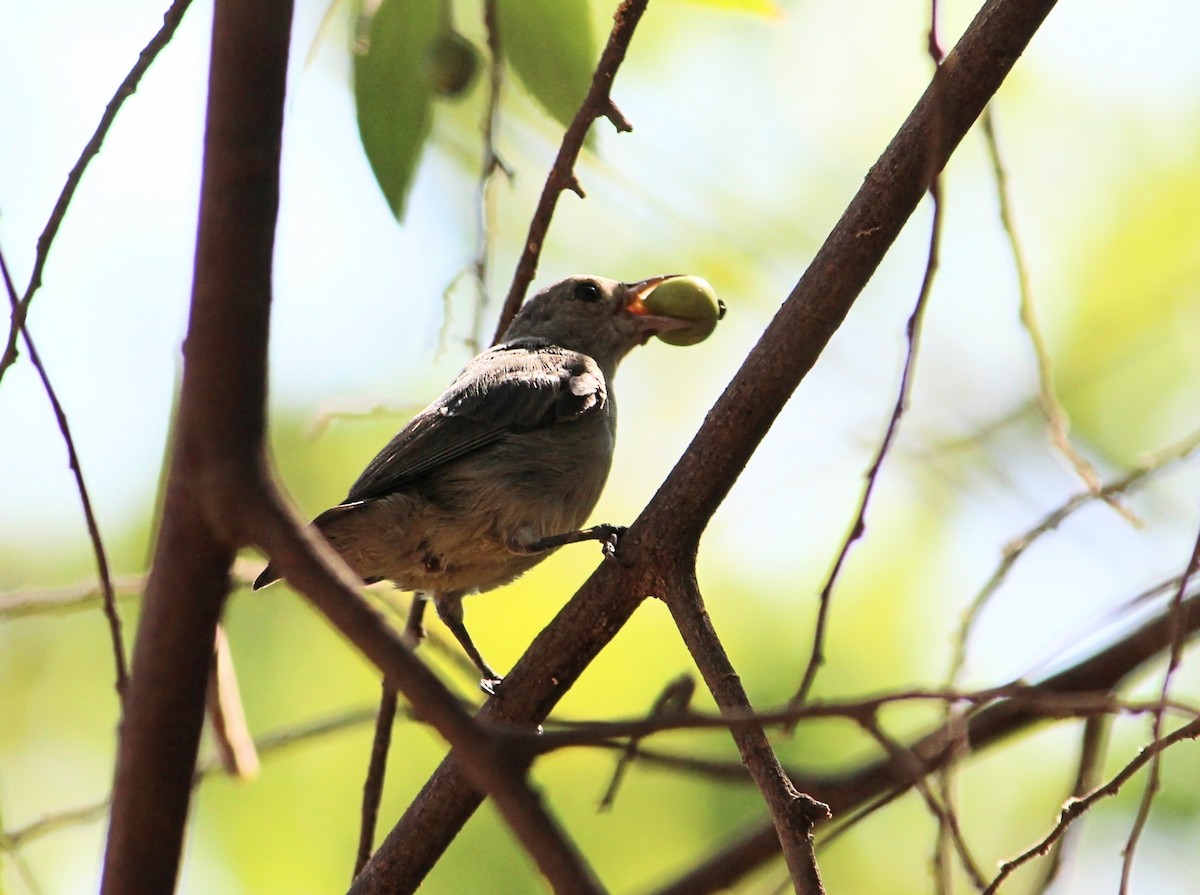 Pale-billed Flowerpecker - Hemalini Suresh