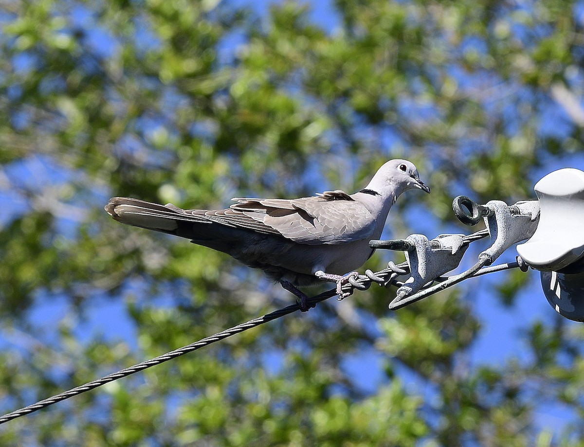 Eurasian Collared-Dove - ML618184429