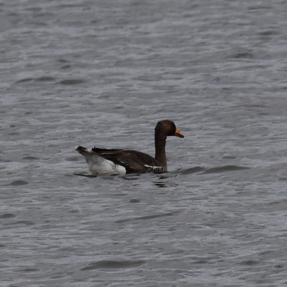 Greater White-fronted Goose - ML618184453