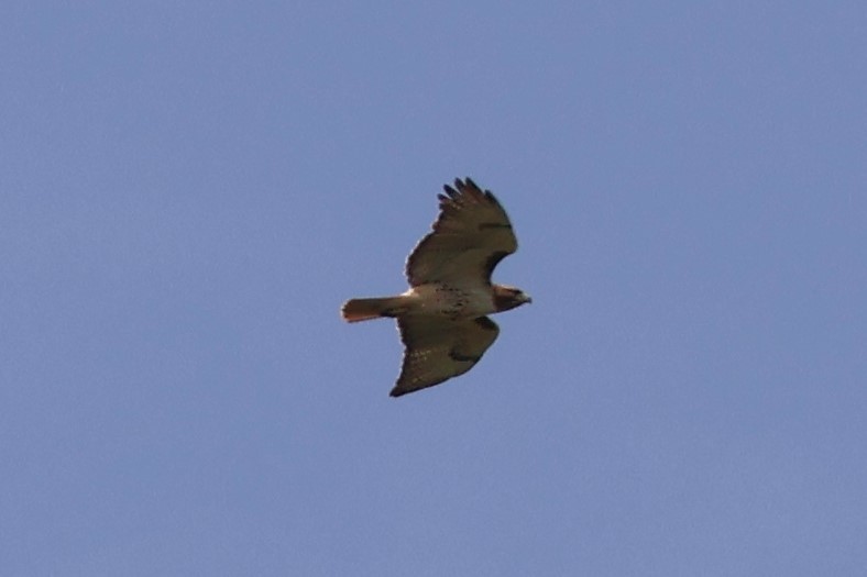 Red-tailed Hawk (borealis) - ML618184464