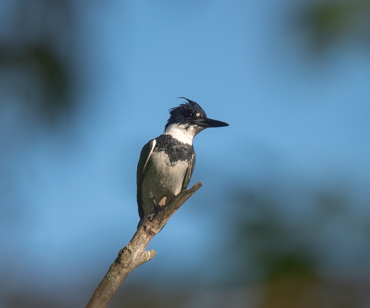 Belted Kingfisher - Clive Harris