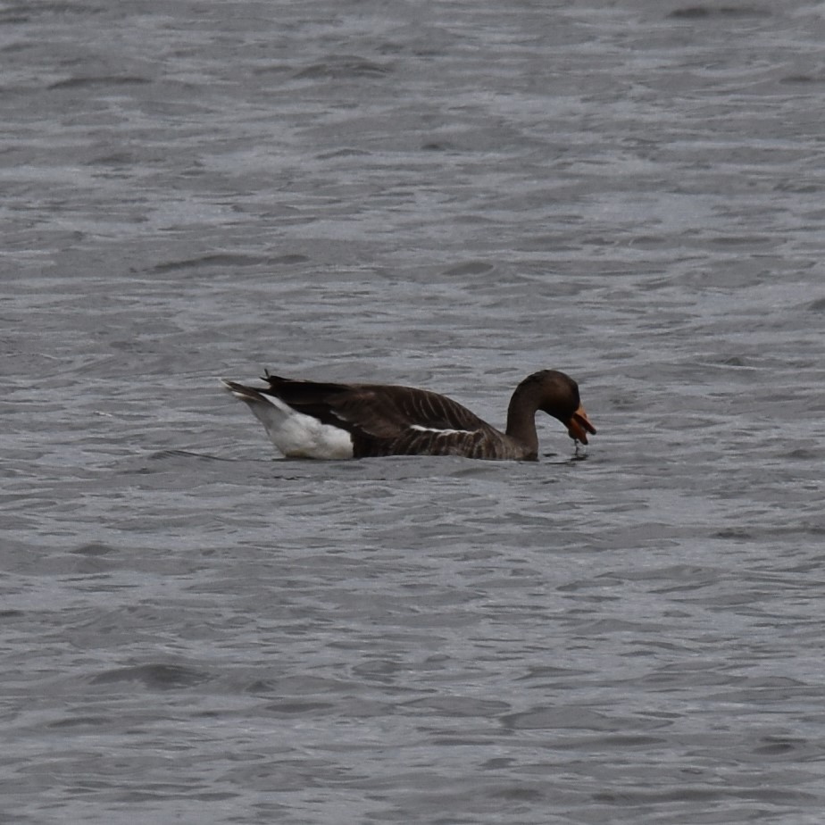 Greater White-fronted Goose - ML618184477