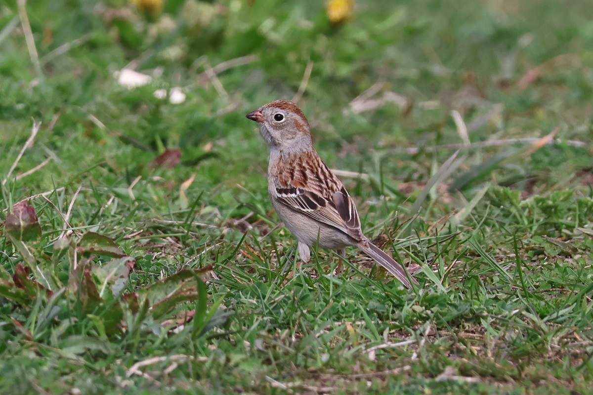 Field Sparrow - ML618184489