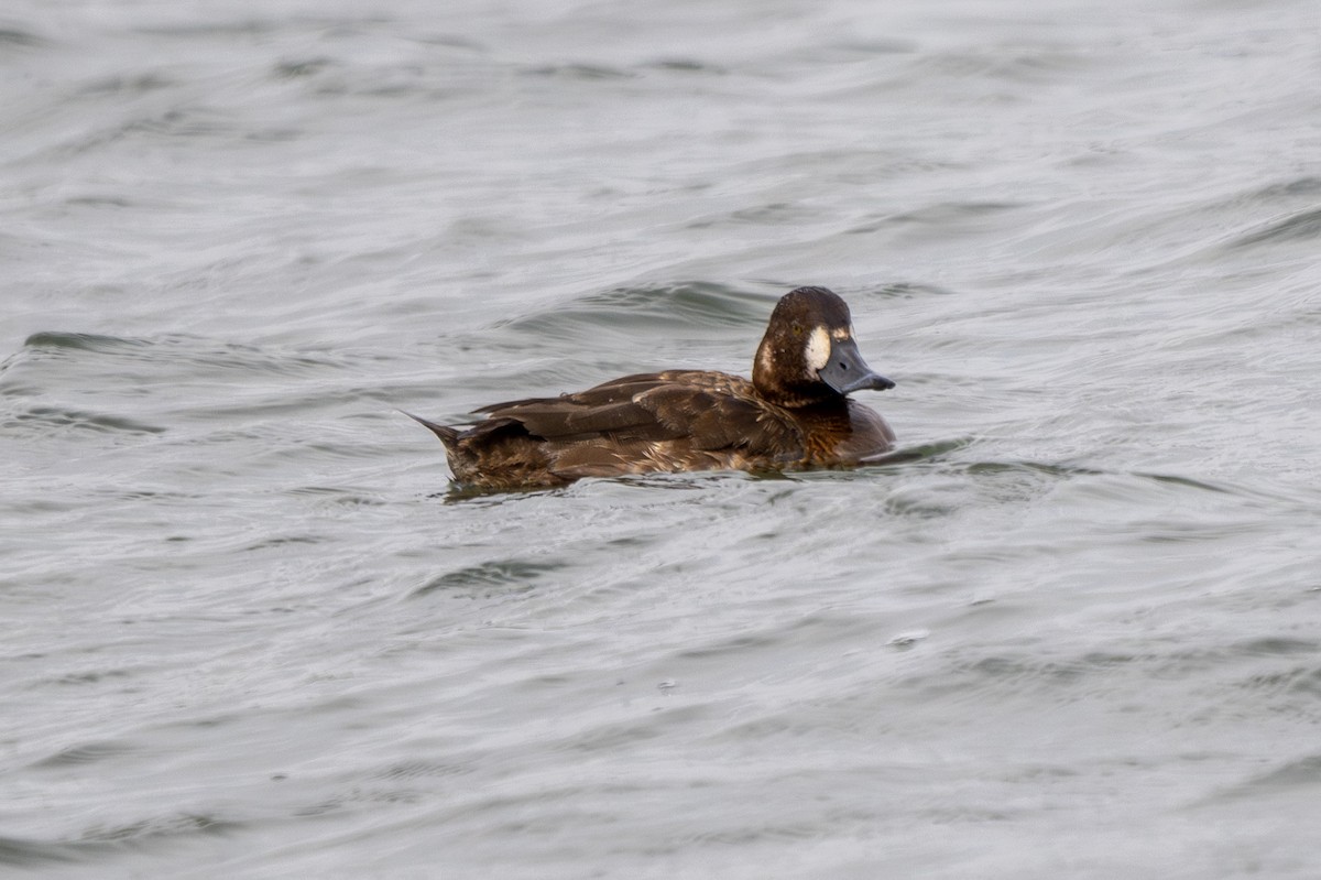 Greater Scaup - ML618184560