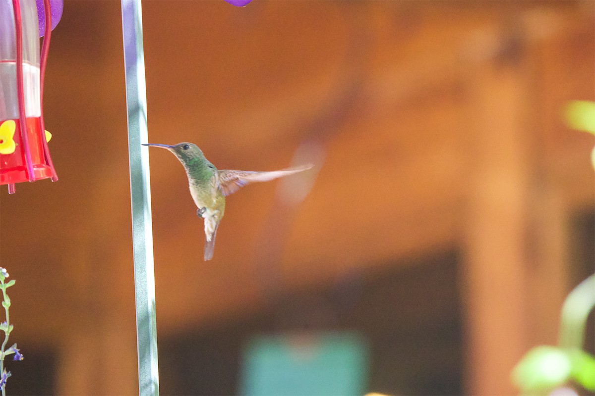 Berylline Hummingbird - Cody Little