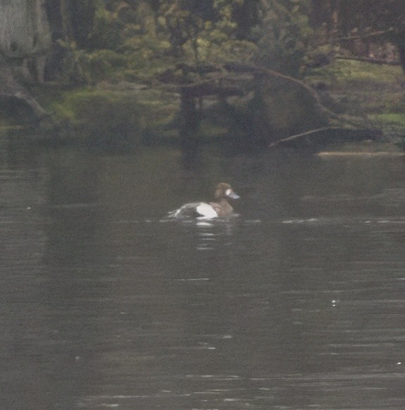 Greater Scaup - ML618184632