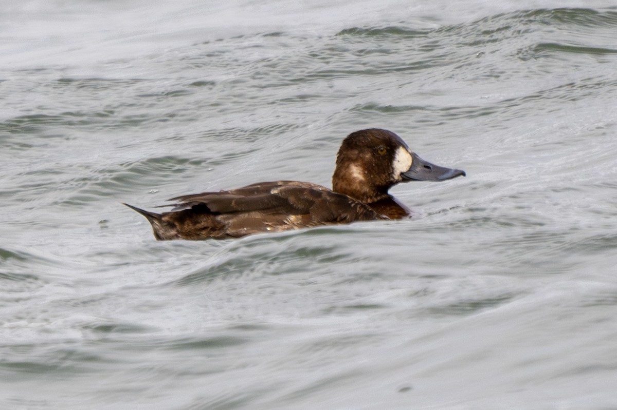 Greater Scaup - ML618184640