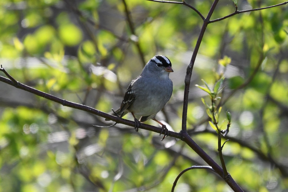 White-crowned Sparrow (leucophrys) - ML618184700