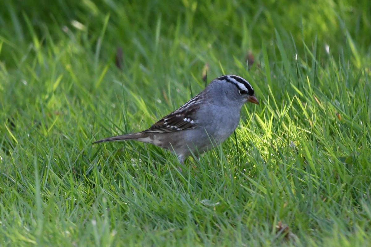 White-crowned Sparrow (leucophrys) - ML618184701
