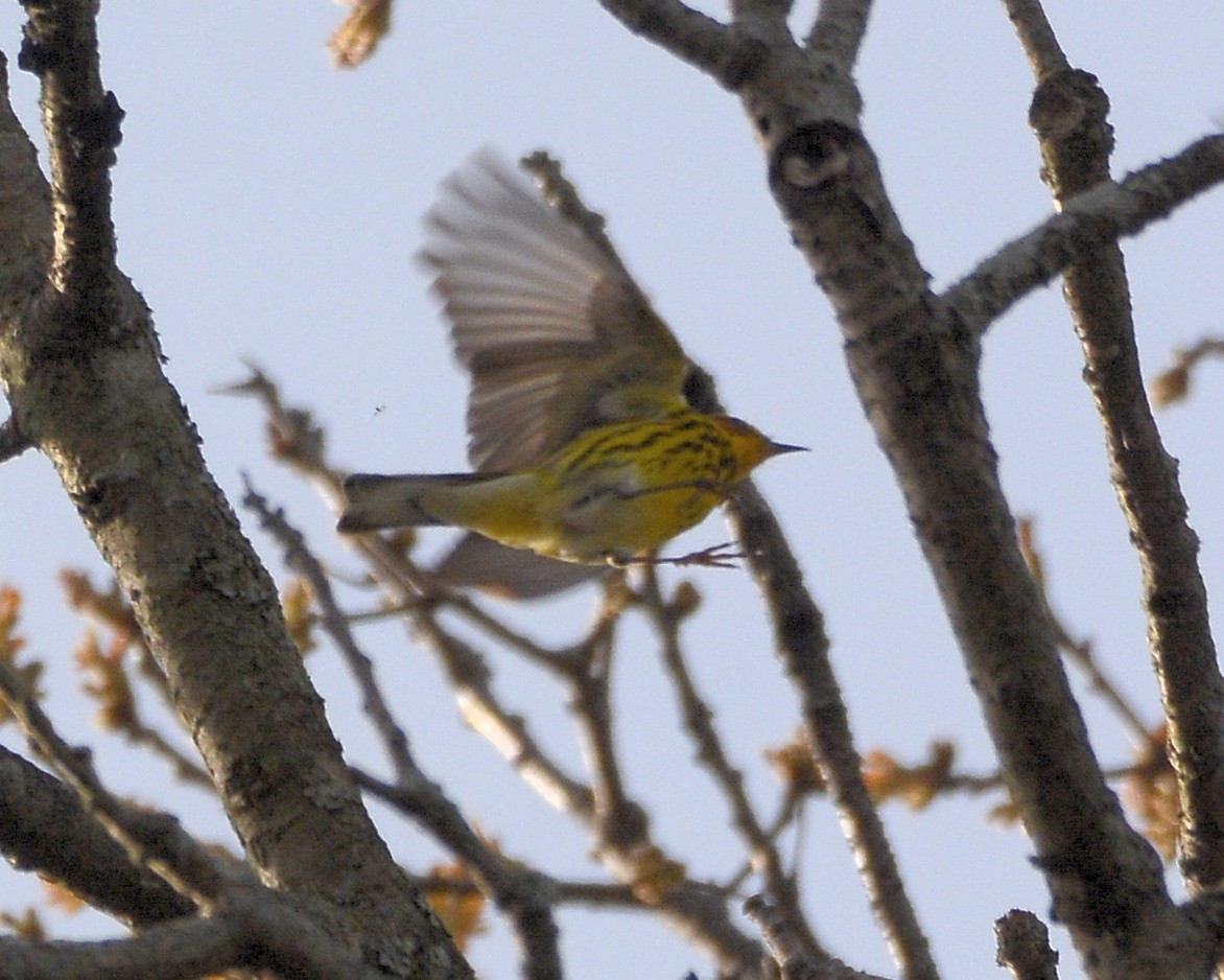 Cape May Warbler - David Kennedy