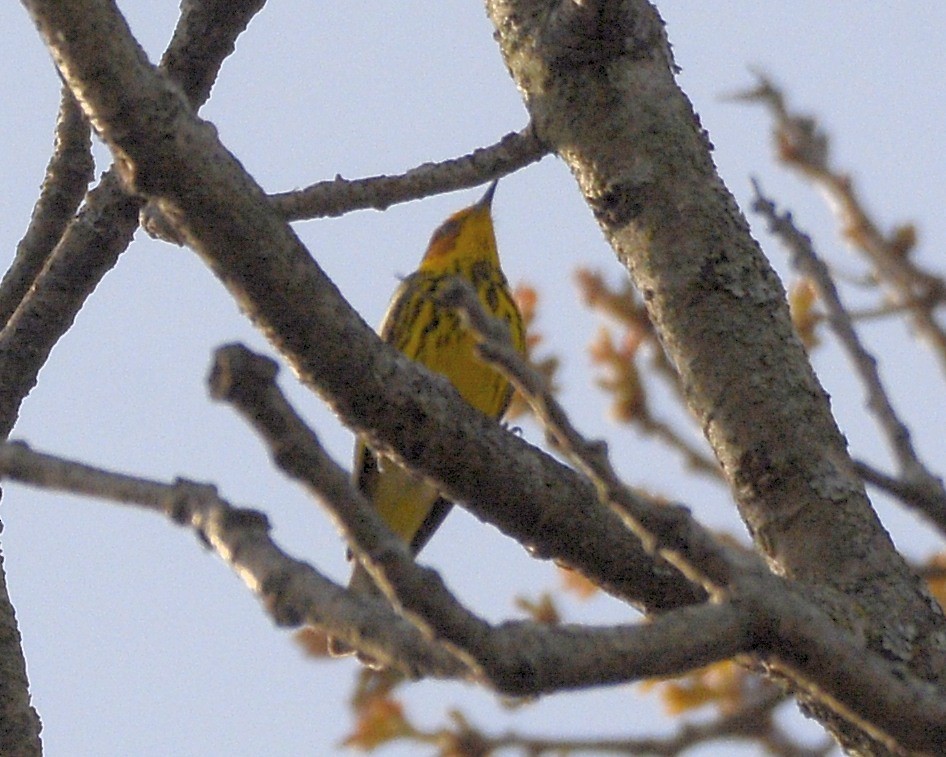 Cape May Warbler - ML618184728