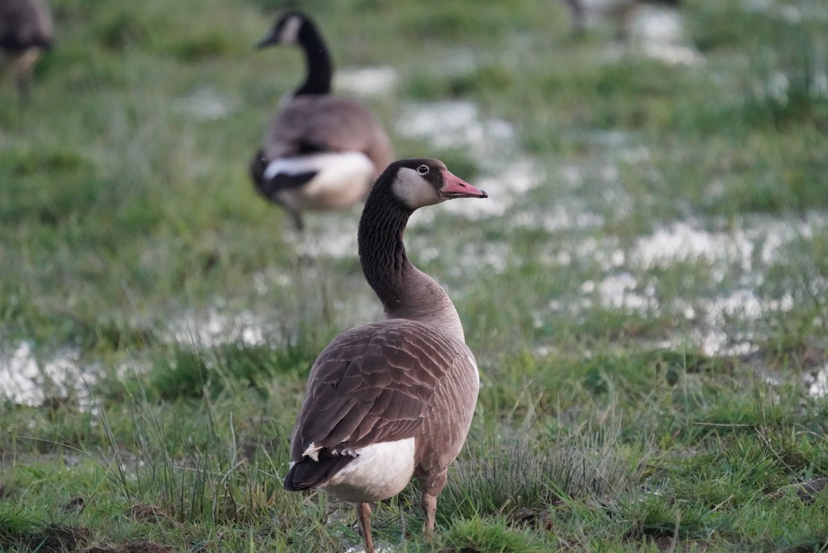 Greater White-fronted x Canada Goose (hybrid) - ML618184782