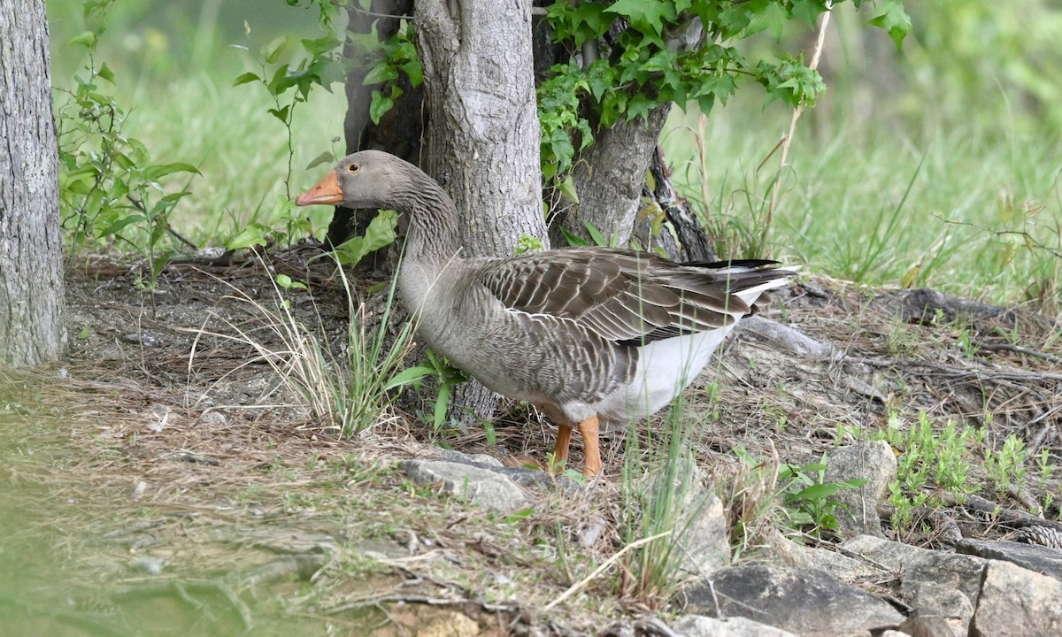 Graylag Goose (Domestic type) - ML618184796