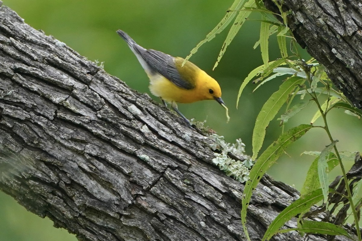 Prothonotary Warbler - MIck Griffin