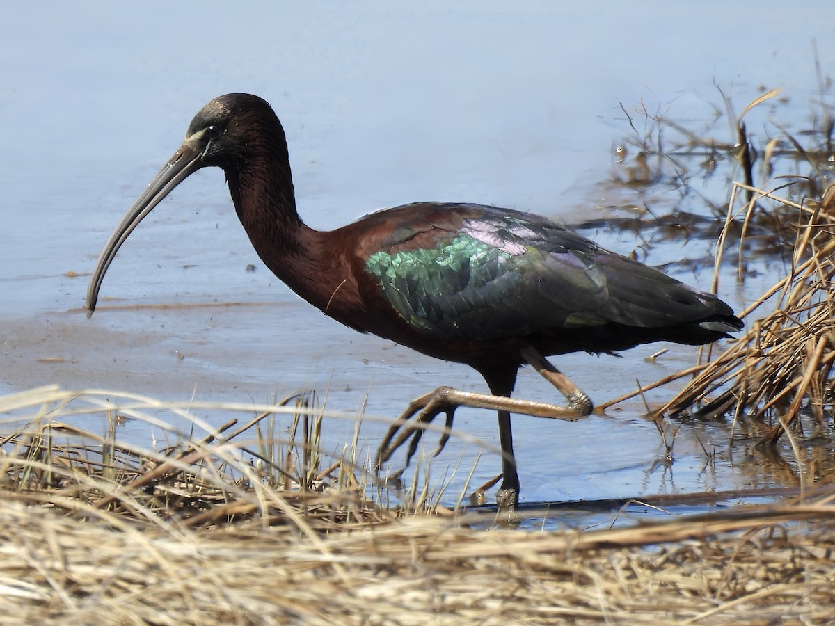 ibis hnědý - ML618184850