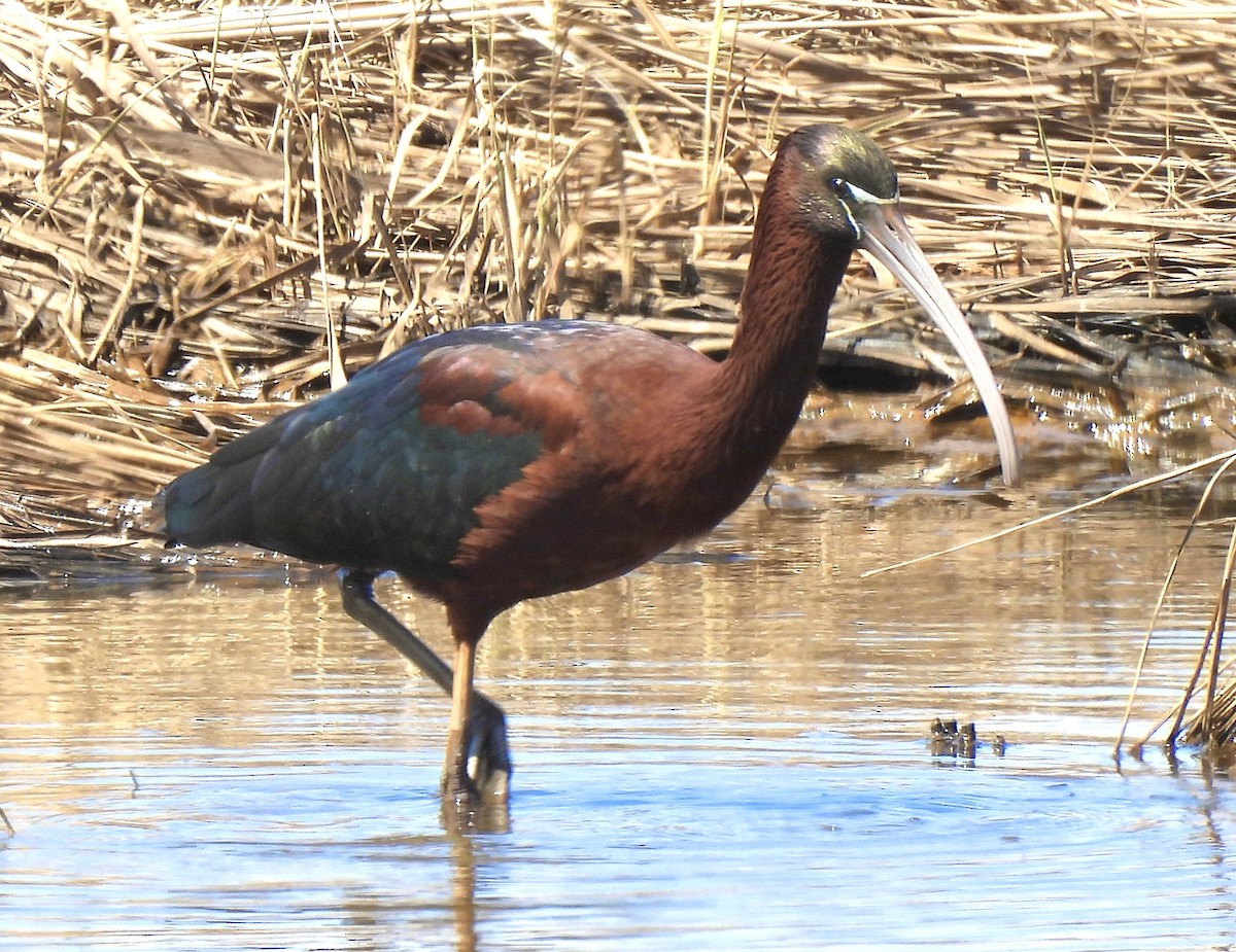 ibis hnědý - ML618184851