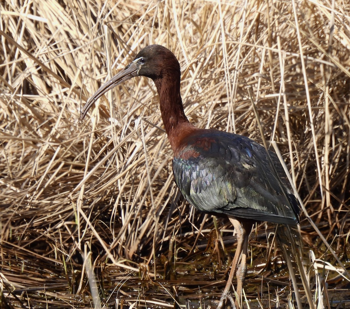 ibis hnědý - ML618184852