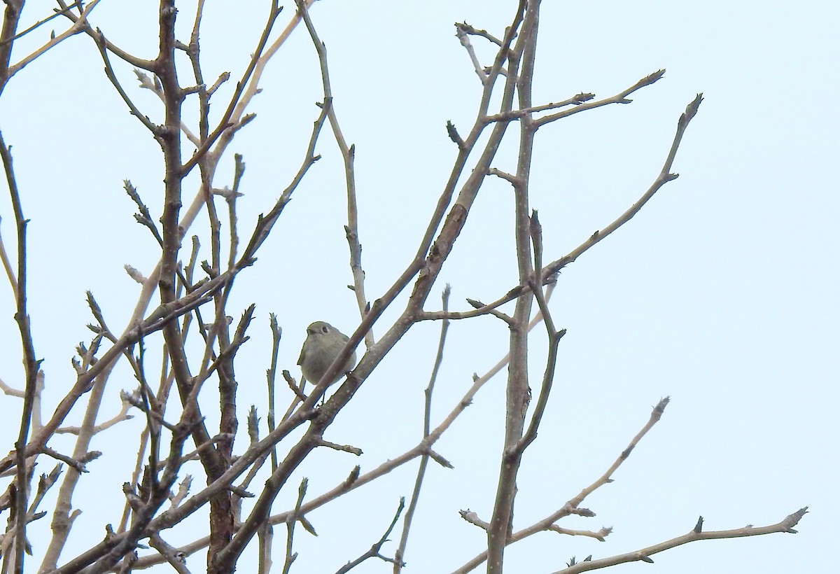 Ruby-crowned Kinglet - Nicole St-Amant