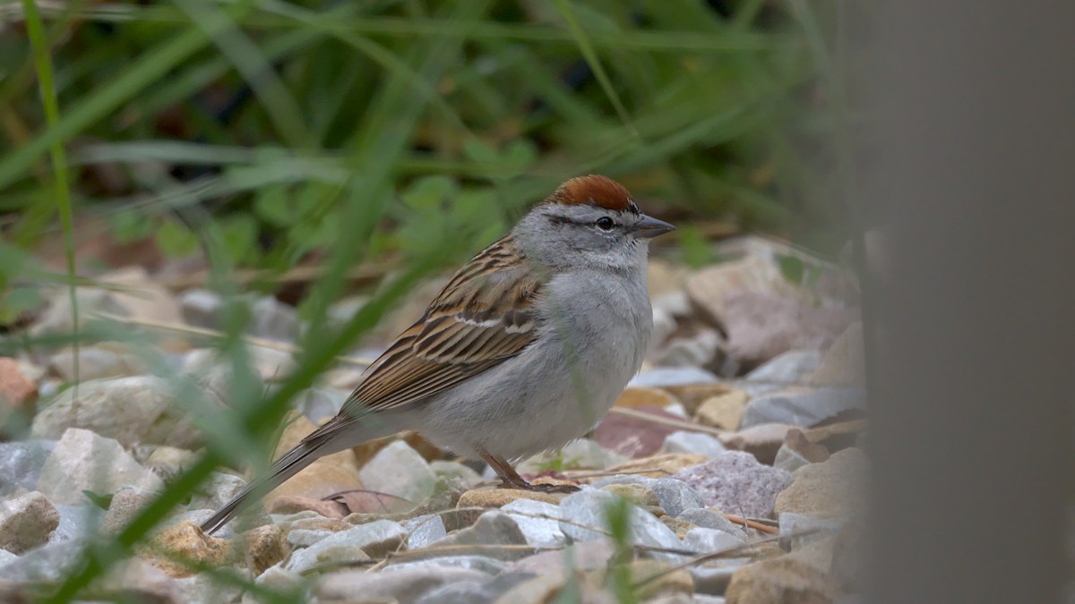 Chipping Sparrow - ML618184873